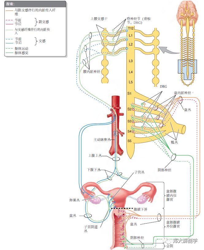 生殖系统女性内生殖器官