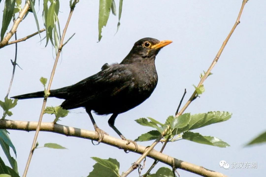 舍不得眨眼放大8倍之后我发现了东湖鸟的世界