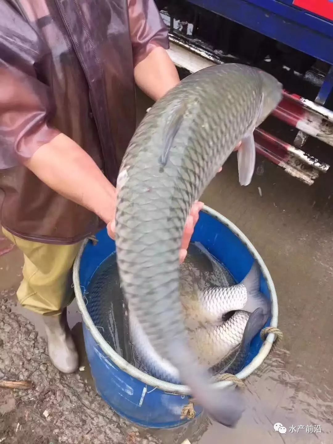 草魚最低賣到36元斤拆網箱塘租到期飼料回款致淡水魚扎堆上市有養殖戶