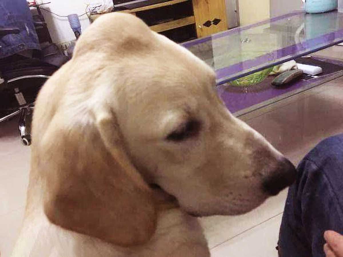 原创狗脑袋长出鸡蛋大包,吓得主人一身冷汗,检查结果却让人哭笑不得