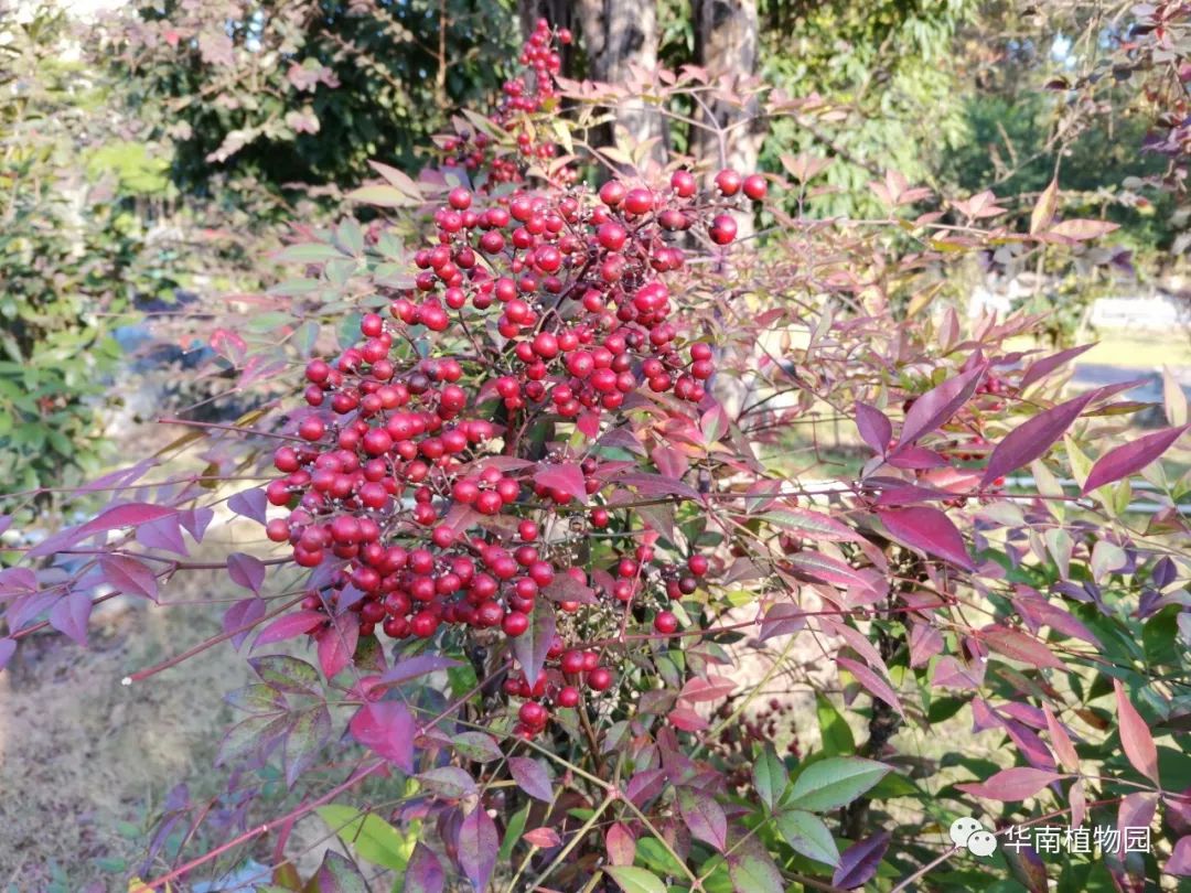 浆果红于二月花 南天竹 植物