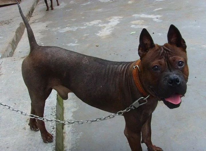 这40种"土狗",其实都是超酷的品种犬!