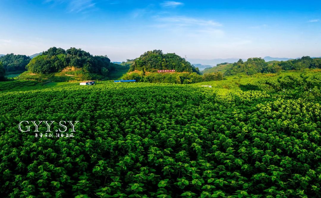 高县获得中国蚕桑之乡称号