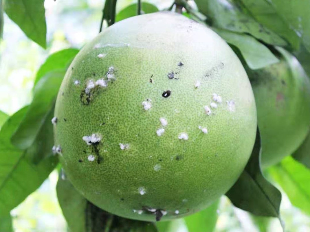 柚子树的病虫识别图片图片