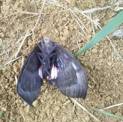 20-30%的柑橘果实受害!9-11月警惕吸果夜蛾危害!