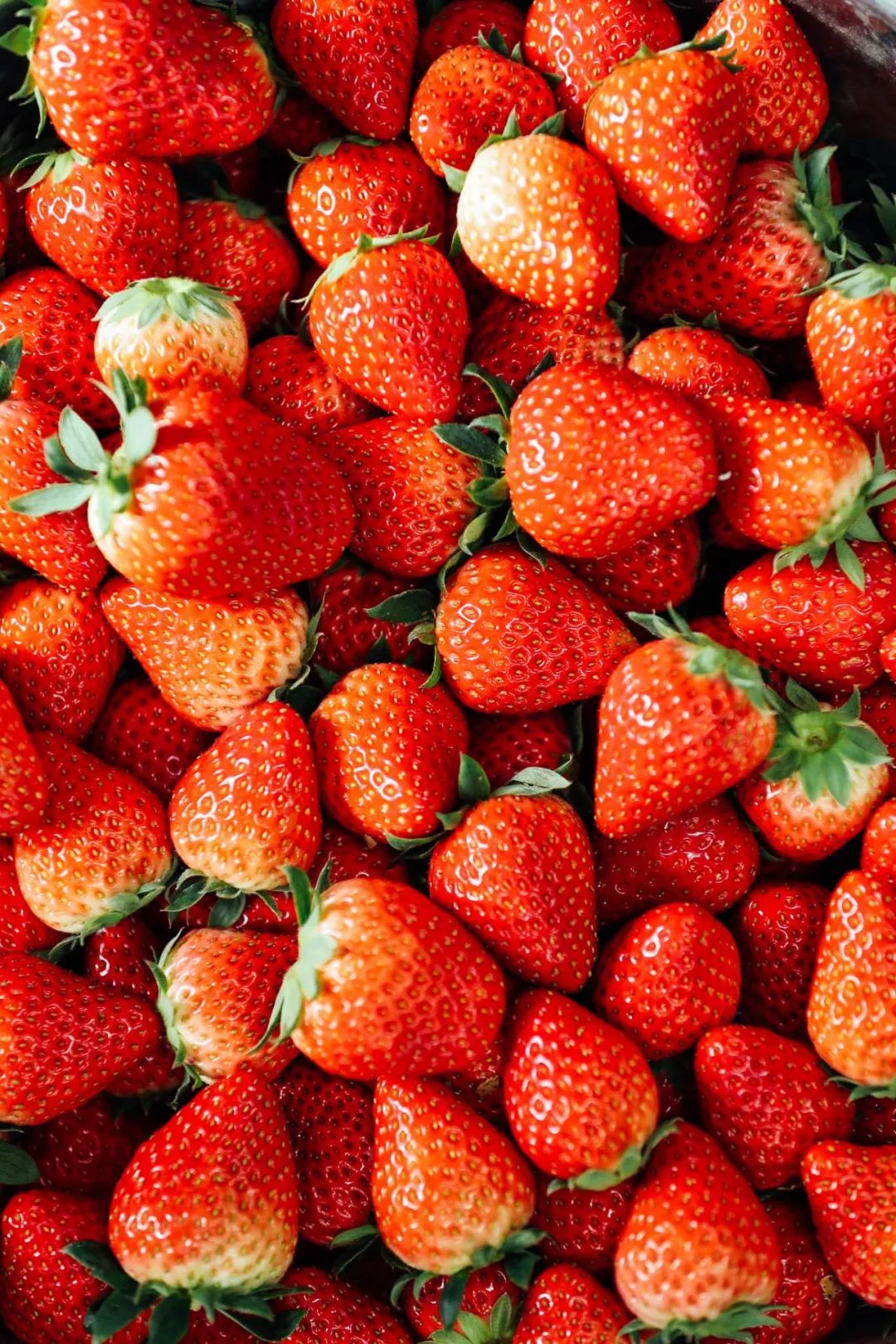 当天采摘果味纯正,"草莓界的奥斯卡" 颗颗让你吃出健康美味!