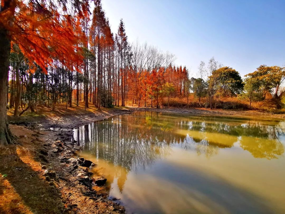 暖冬,来松南郊野公园赏红叶吧~_水杉
