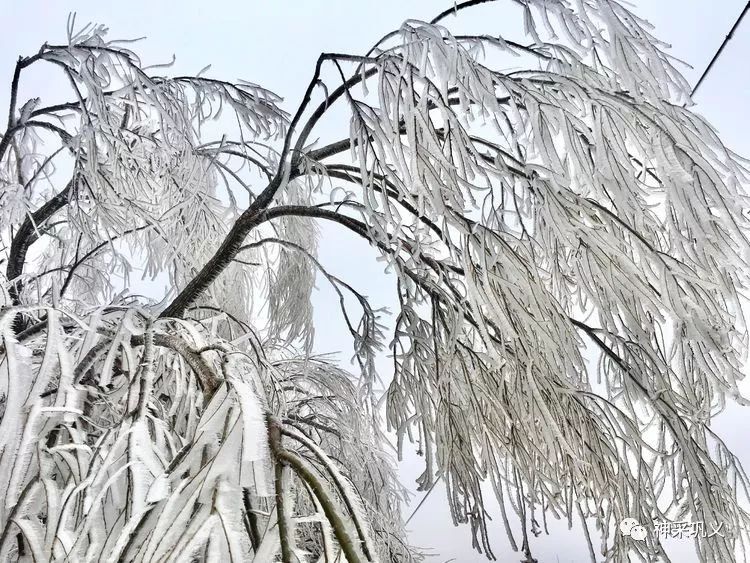 玉树琼枝美如画!巩义五指岭迎雾凇奇观开启仙境模式……_冰花