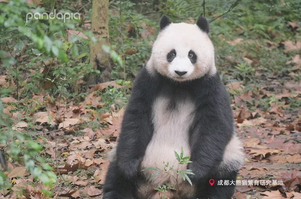 如何发现大熊猫的黑历史,ta靠的就是这个!
