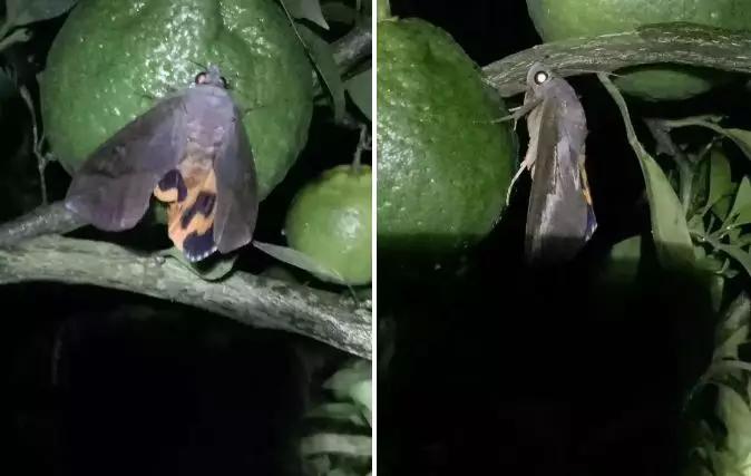 20-30%的柑橘果实受害!9-11月警惕吸果夜蛾危害!