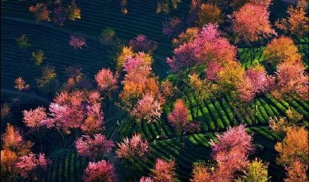 無量山櫻花谷,位於雲南大理州南澗縣無量鎮德安村委會境內,在雲南大理