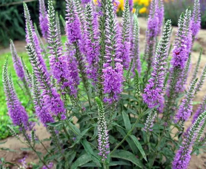 昨天的蓝紫色视觉盛宴没过瘾今天让你看个够