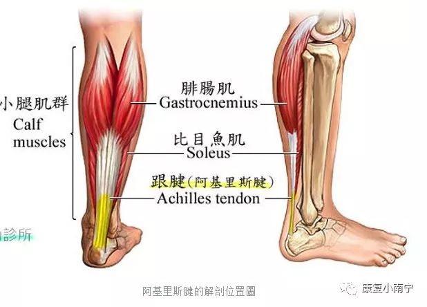 跟腱位于小腿后侧近足跟处,是人体最大的肌腱,由腓肠肌和比目鱼肌的