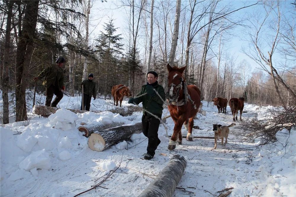 纪实影像杨勇摄影作品东北伐木工供大家欣赏分析