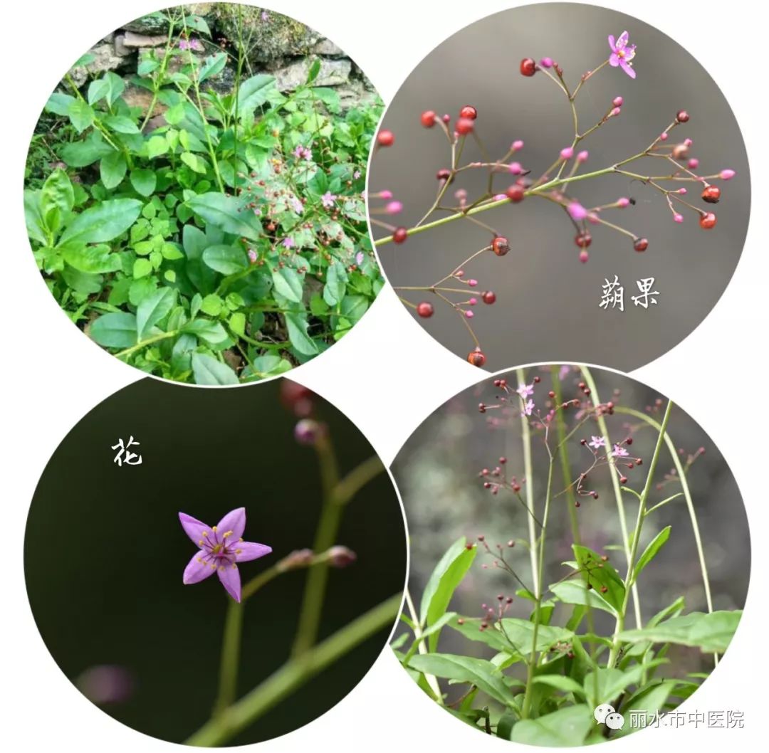 畲药文化小讲堂丨独特的人参栌兰