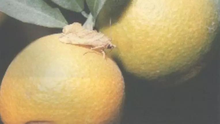 20-30%的柑橘果实受害!9-11月警惕吸果夜蛾危害!