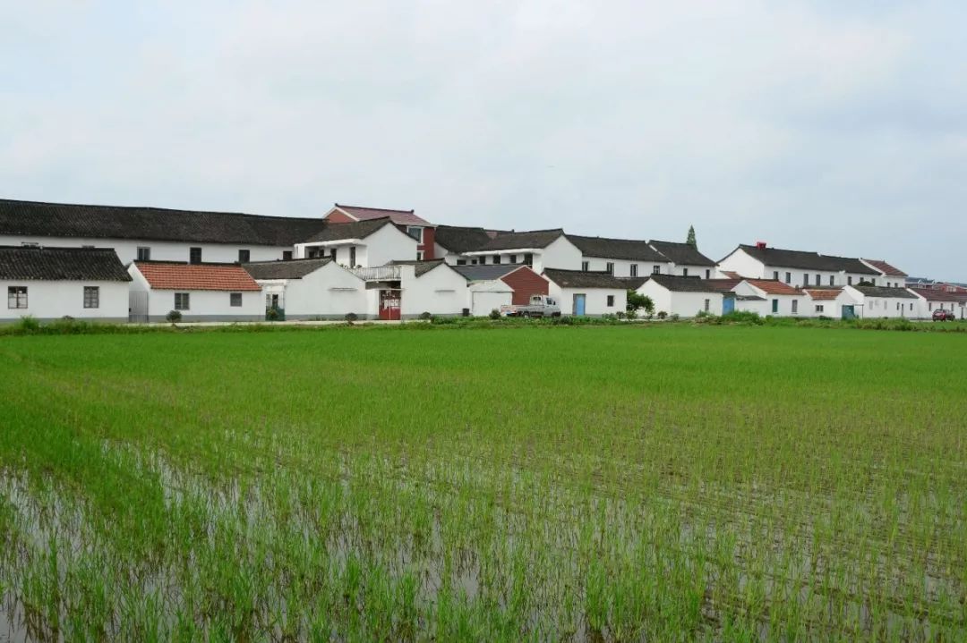 文明之城美在奉贤十大最美系列创评之最美乡村