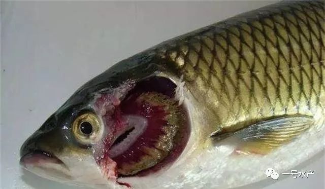 草鱼老三烂该如何防治此文一定要收藏