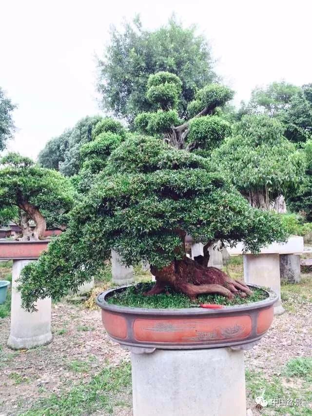 赤楠盆景的生物特性与栽培管理技术要点