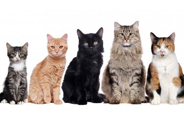 全世界一共有多少种猫
