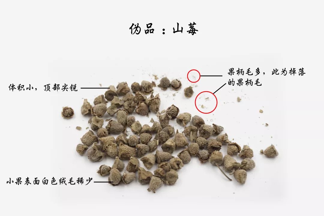 汇群微课中药饮片真伪鉴别覆盆子