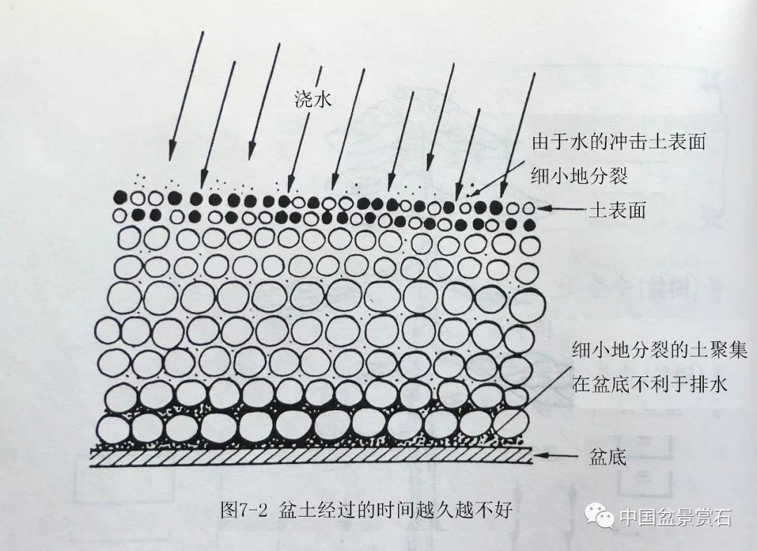 你的盆土用对了吗 盆景总论 连载 1 排水