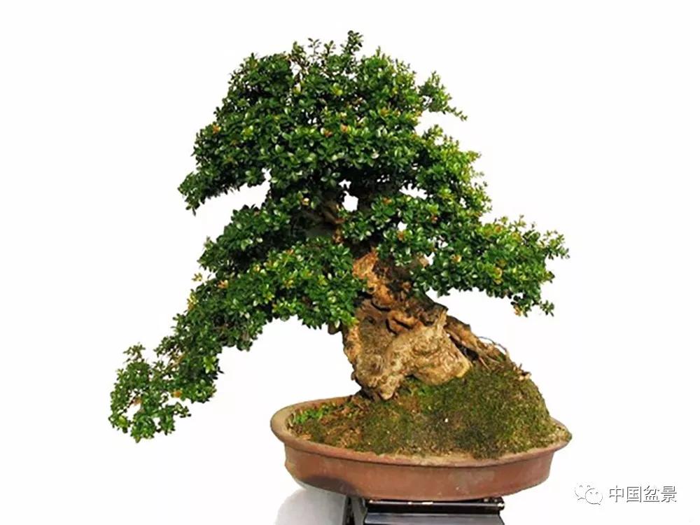 赤楠盆景的生物特性与栽培管理技术要点