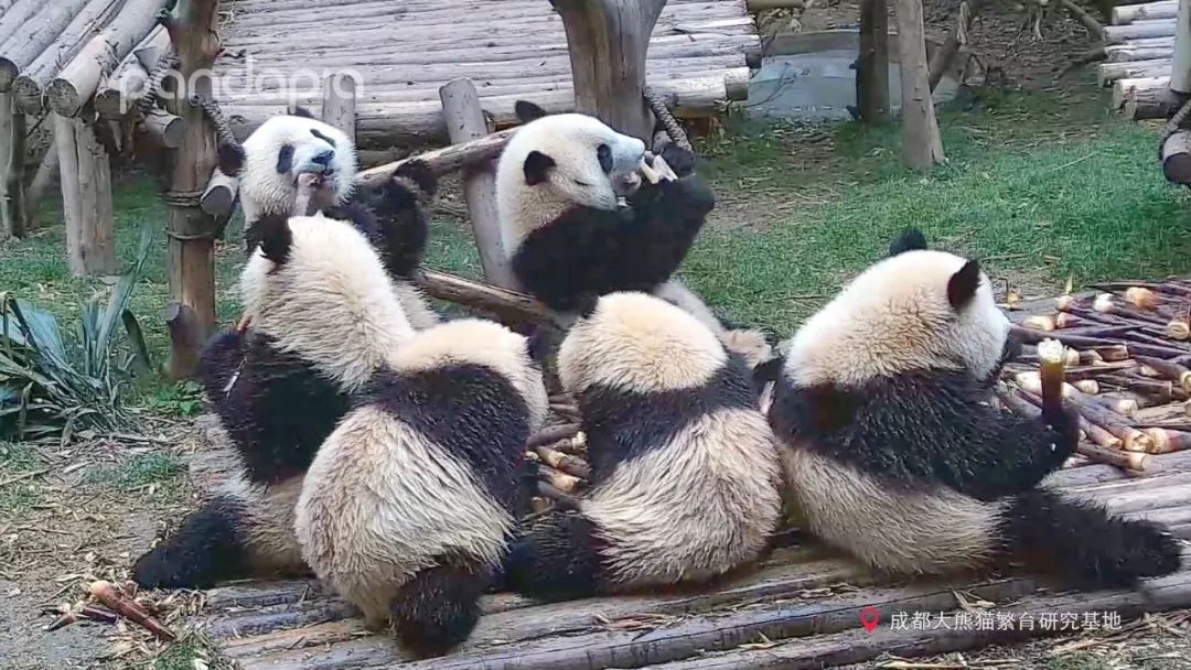 如何发现大熊猫的黑历史,ta靠的就是这个!