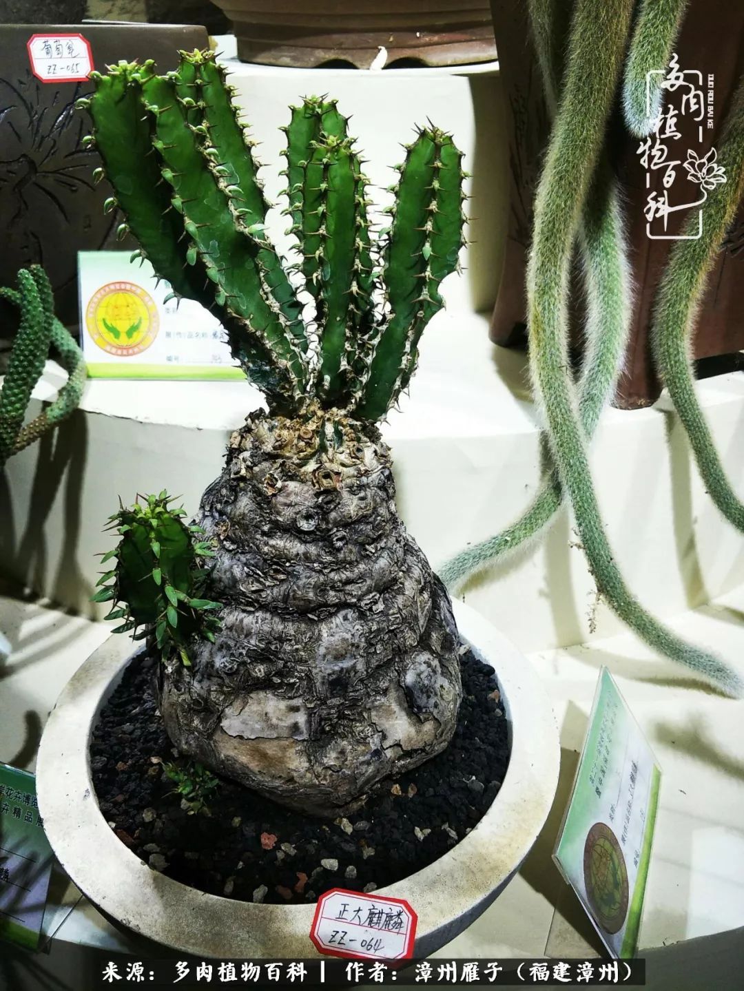 松叶麒麟筒叶麒麟猴尾巴,铁甲麒麟贵清玉,像人名.