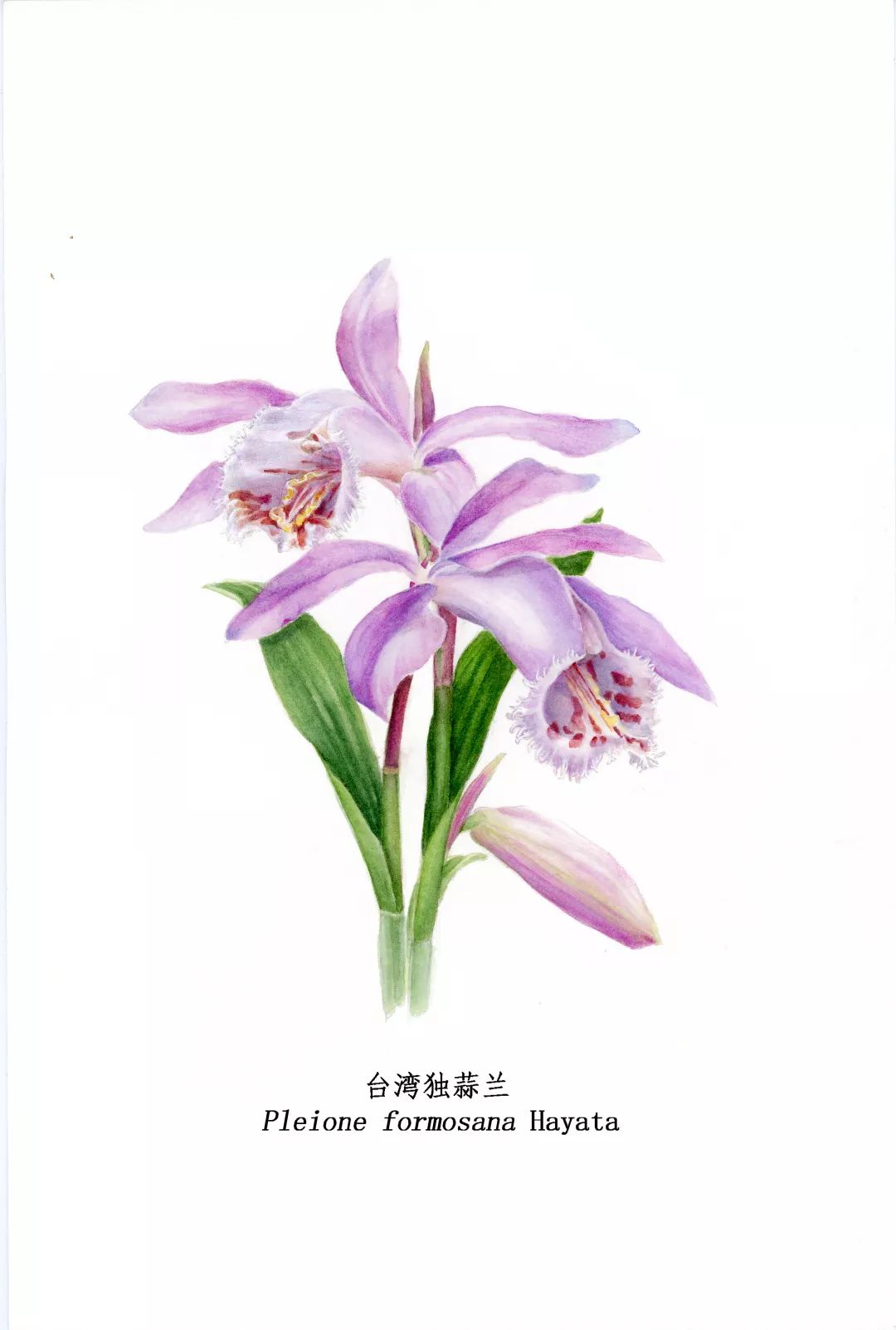 陈钰洁浙江大学风景园林专业研究生在杭州植物园主要参与各类花展