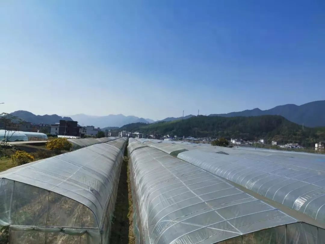 【"产业为王"三年大会战 】暖水镇大力发展产业,引领群众致富