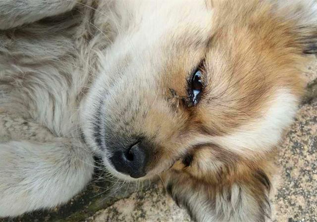 狗狗咬烂8千元鞋子,还险些丧失生命,只为阻止铲屎官不要走