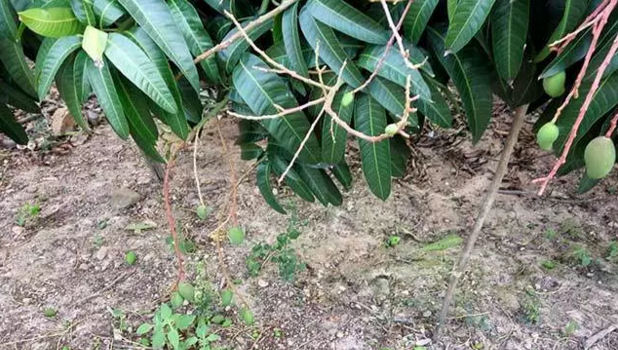 一般是因為花朵在花期種植授粉受精不良,影響芒果小果的發育,引起芒果