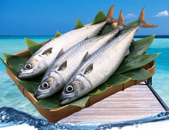 【威海运都】☆海洋里的"狼群" — 鲭鱼_日本