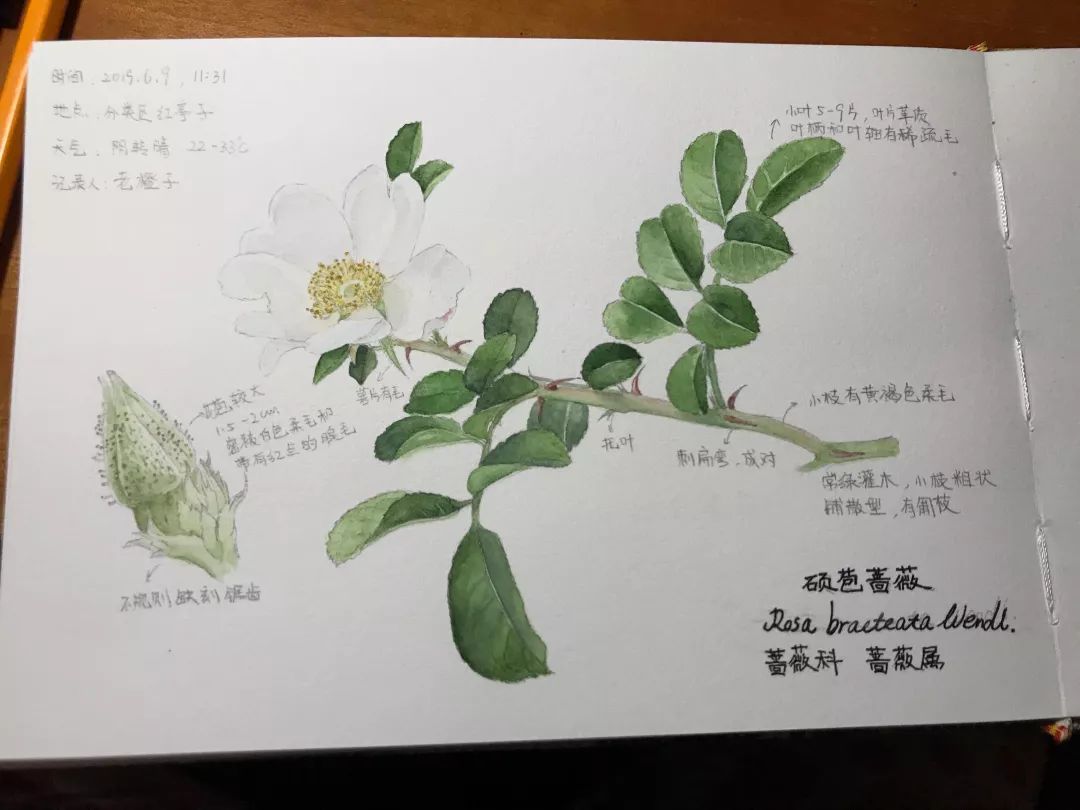 茉莉花自然笔记图片