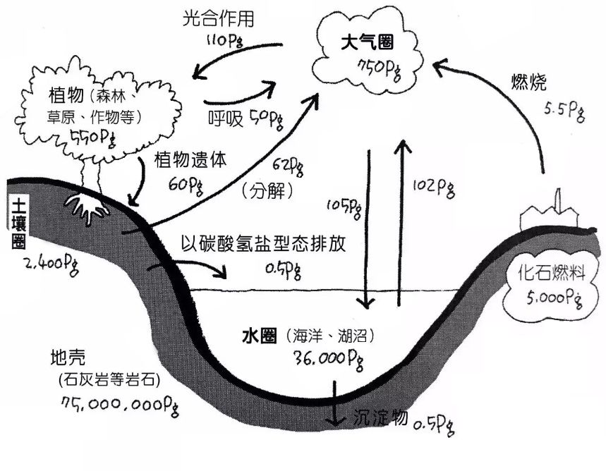 土壤中所含的碳, 有 2,400 pg, 覆蓋於地表上的植物所含的碳量是 550