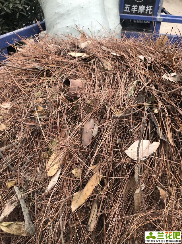 原创种植兰花的松针土如何制作?农村兰花种植需要注意什么?