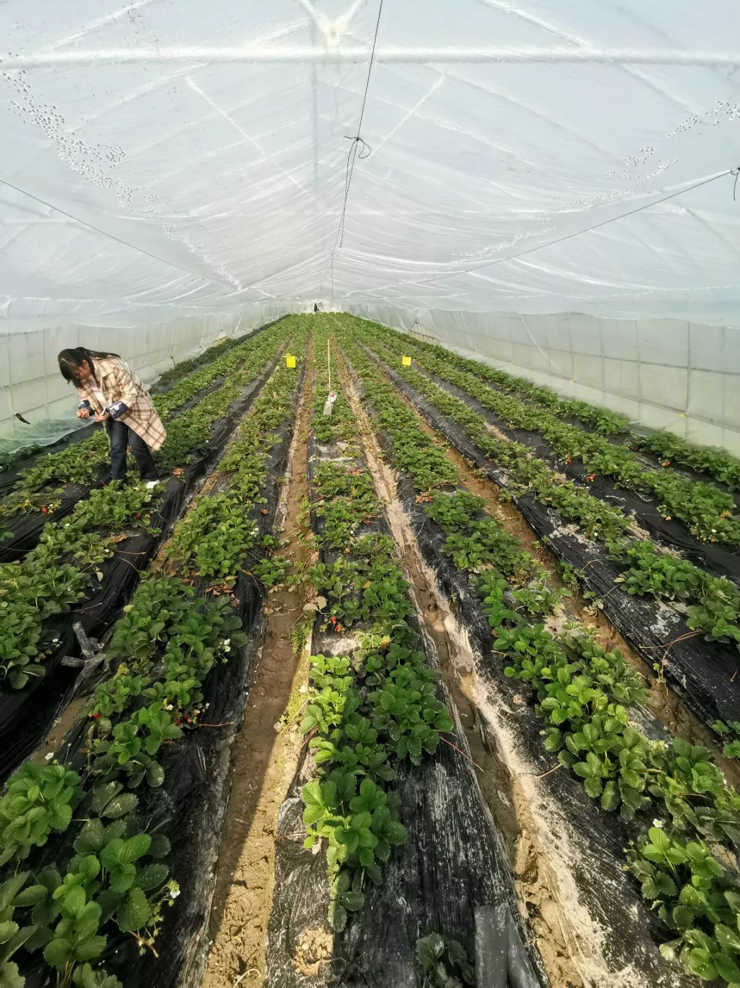 施肥,培育,采摘是孕妇也可以放心吃的免洗草莓通过238项农残检测比