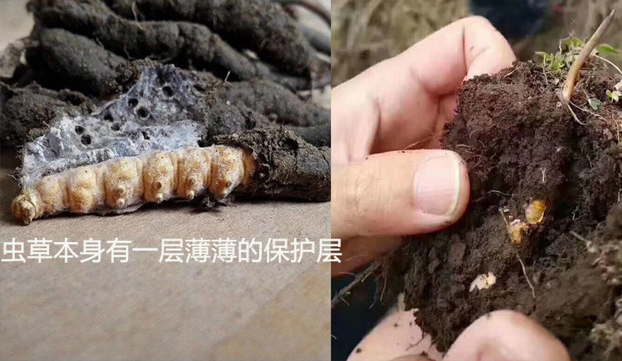 每当盛夏,在海拔3000米以上的高原草甸上,体小身花的成年蝙蝠蛾便将