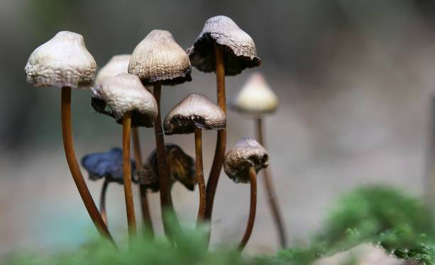 安全吗神奇蘑菇缓解抑郁迷幻蘑菇裸盖菇素具有迷幻作用