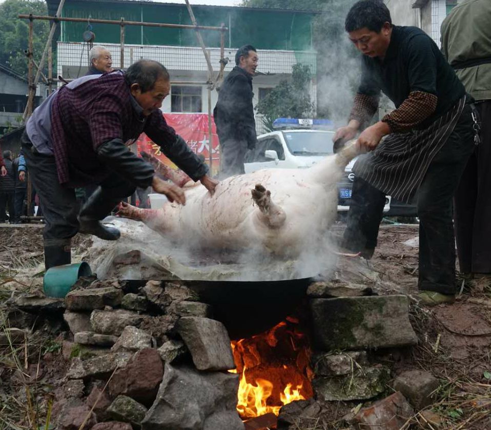 杀猪用打气筒给猪打气图片