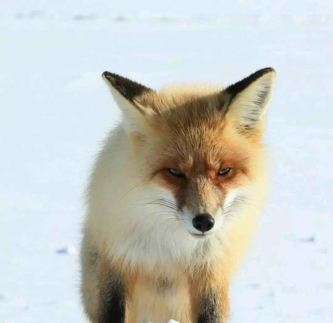 赛里木湖这只网红小狐狸火爆抖音!太萌了
