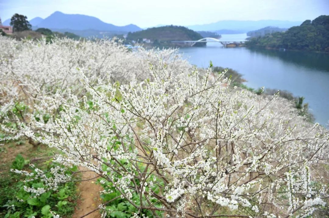 梅林在广州市流溪河国家森林公园南山梅园区举办将于2019年12月13日至