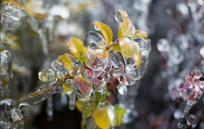 美图美景冰露花