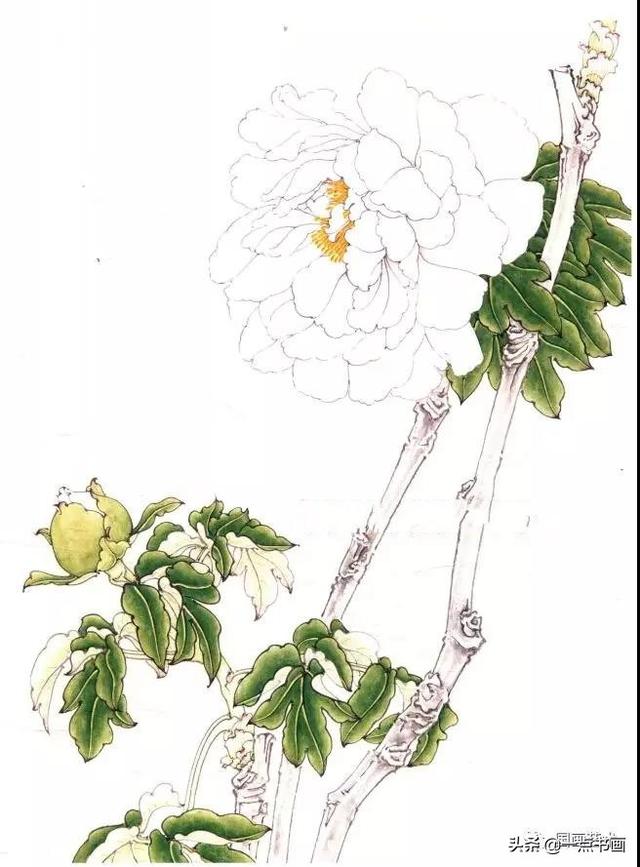 清雅牡丹工笔画法示范——《白牡丹》_花青