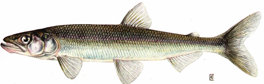 从餐桌常客到濒临绝迹时隔20多年老昆明记忆里的银白鱼重回滇池怀抱