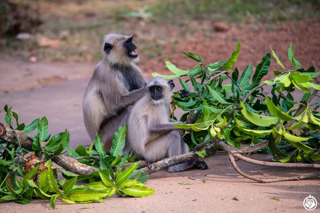 每一座能繁殖穿山甲的動物園都值得無窮的讚賞