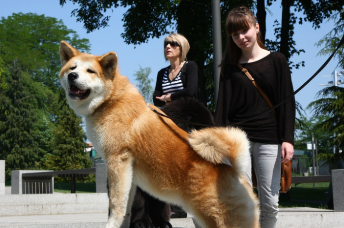 柴犬和秋田犬的區別有哪些