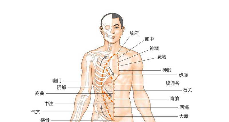 前胸经络图及功用解析图片