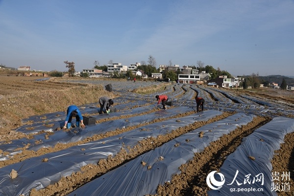 黔西縣金碧鎮:黃精種植鋪就致富路